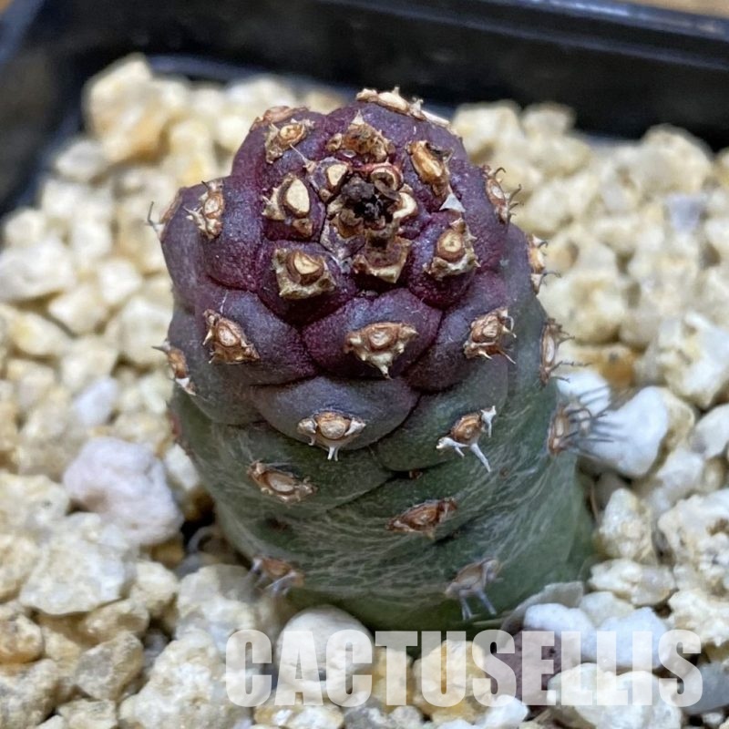 SH32822 Monadenium ritchiei v. marsabitense