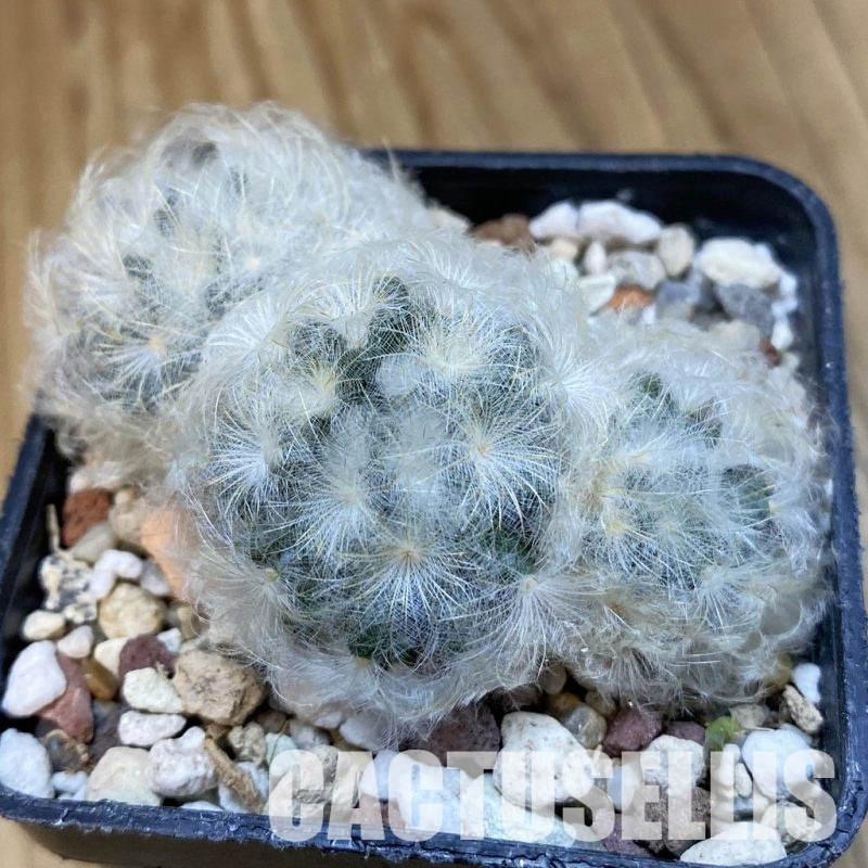 SH32757 Mammillaria carmenae hybrid
