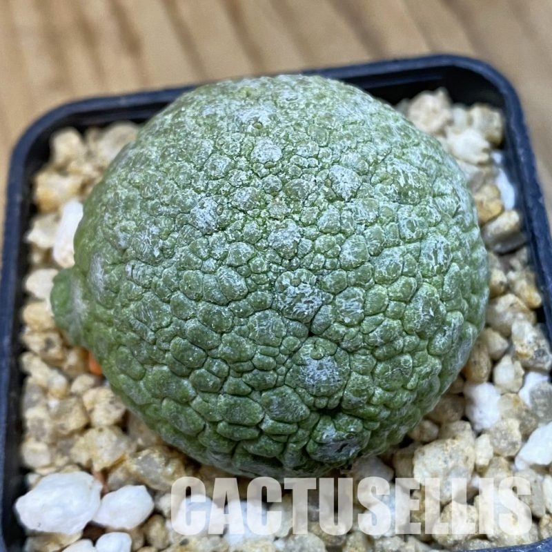 SH32759 Pseudolithos migiurtinus