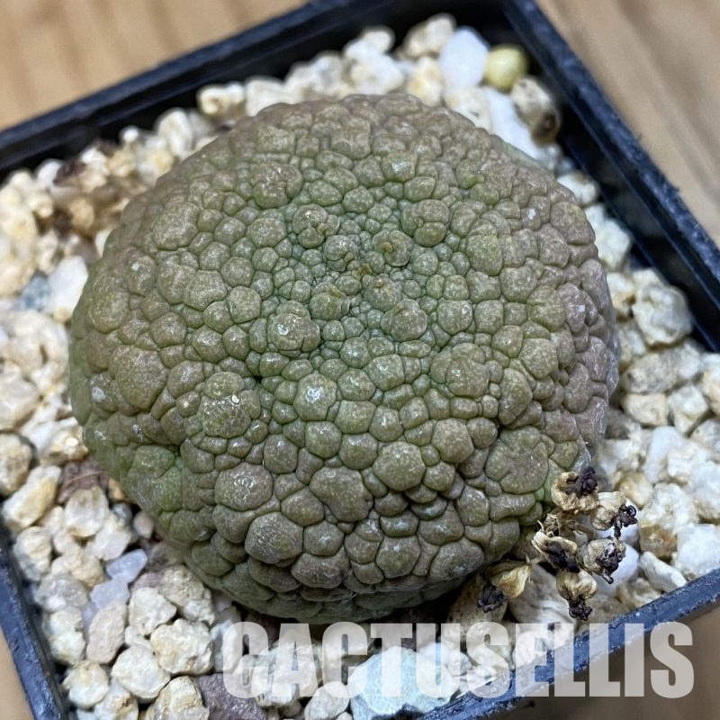SH32760 Pseudolithos migiurtinus