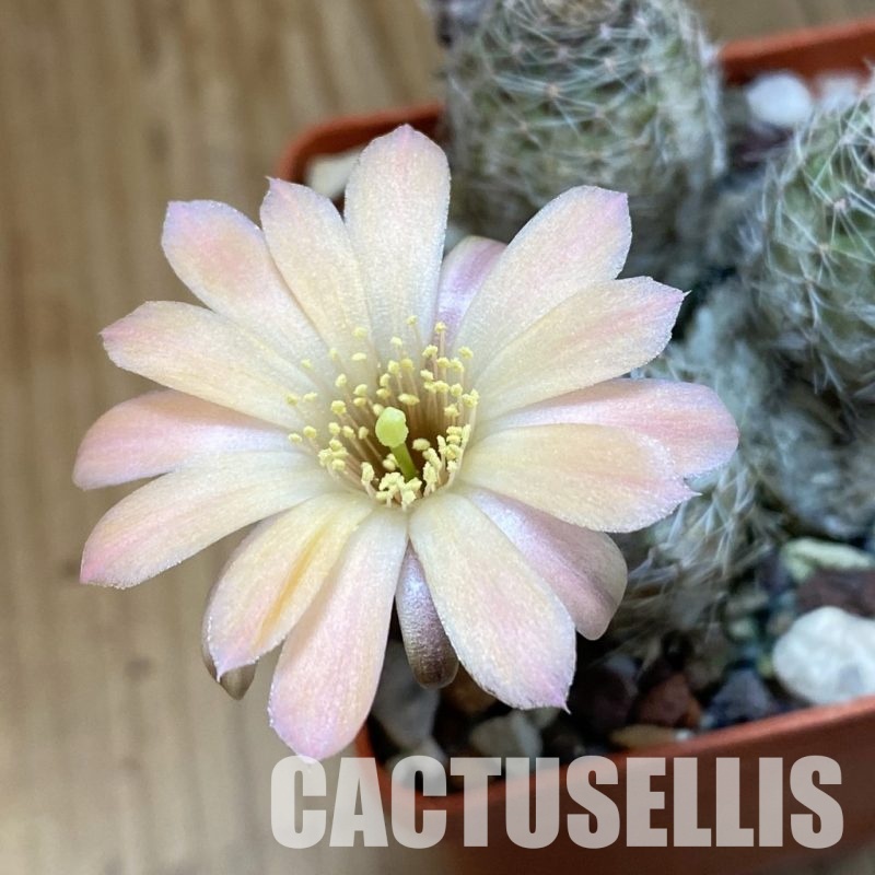 SH32761 Rebutia pygmaea v. pallida, 10 years old