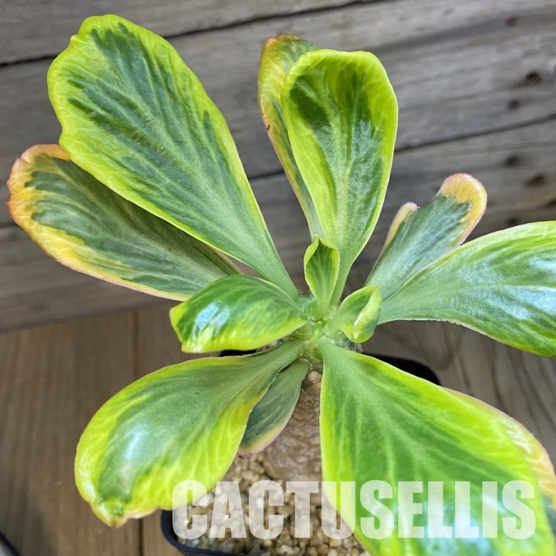 SH32762 Euphorbia poissonii f. variegata