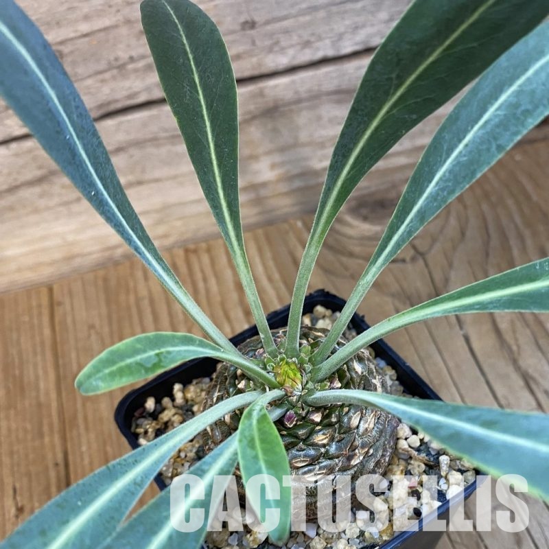 SH32763 Euphorbia bupleurifolia