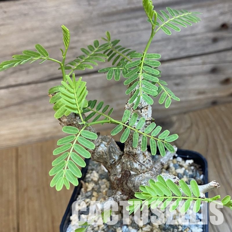 SH32764 Senna meridionalis