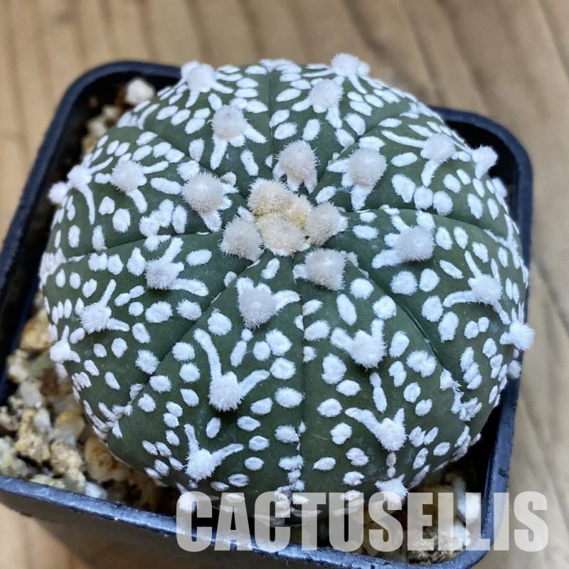 SH32750 Astrophytum asterias ‘Super Kabuto’ V-type