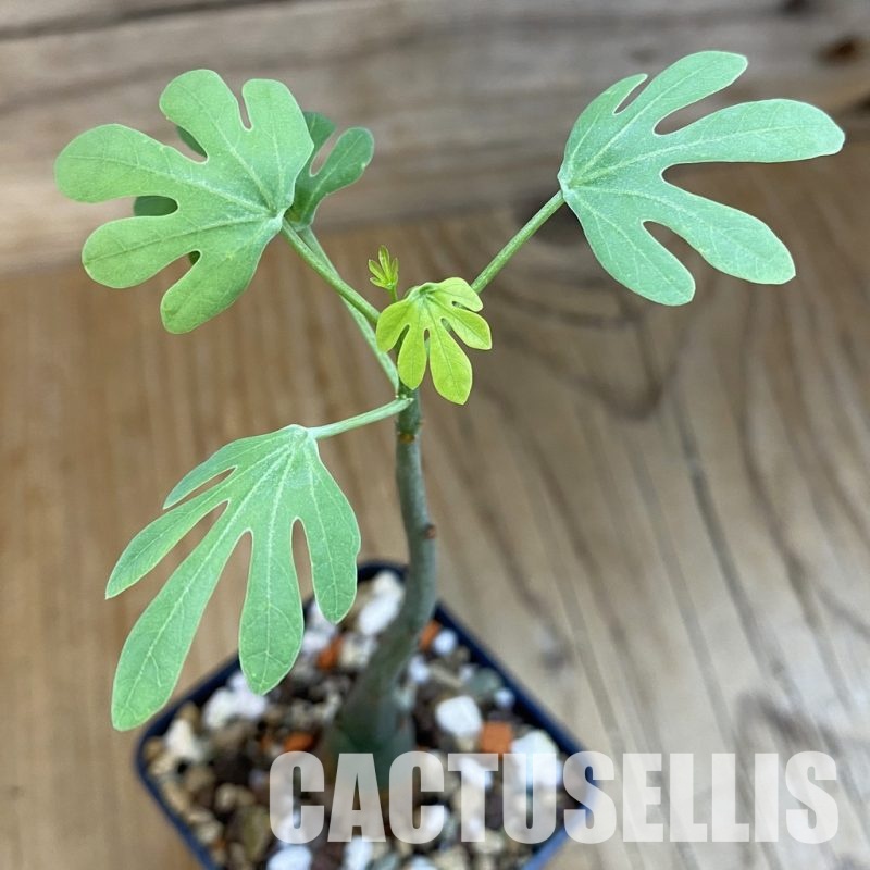 SH32765 Adenia glauca