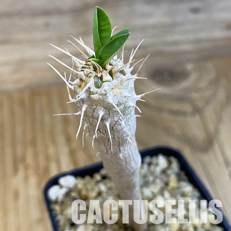 SH32766 Euphorbia guillauminiana