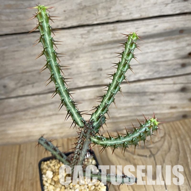 SH32767 Euphorbia aeruginosa