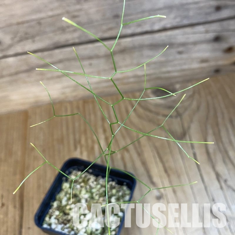 SH32768 Schizobasis intricata ES21689