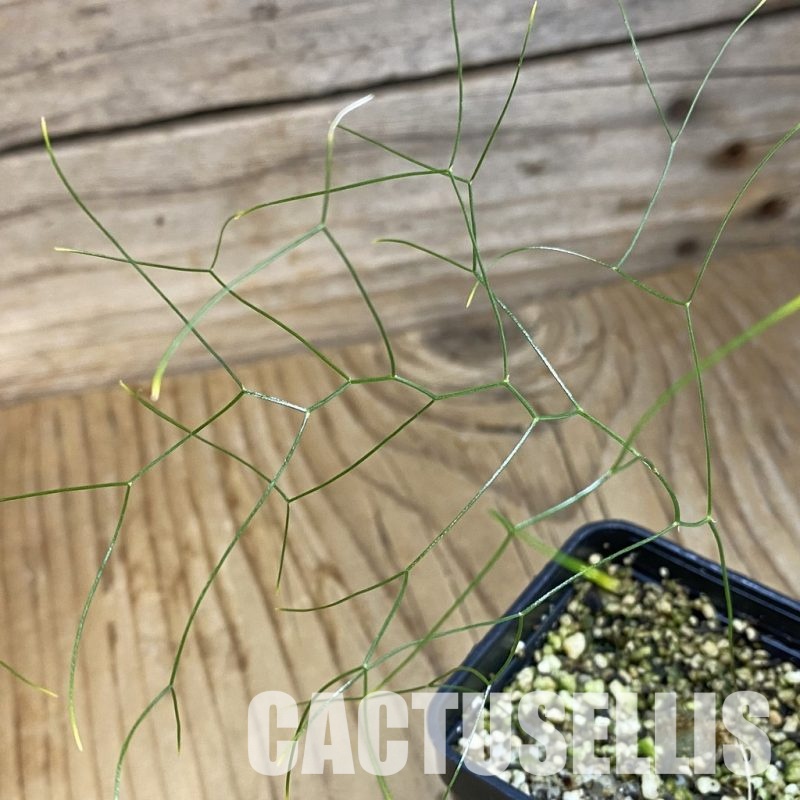 SH32769 Schizobasis intricata ES21689