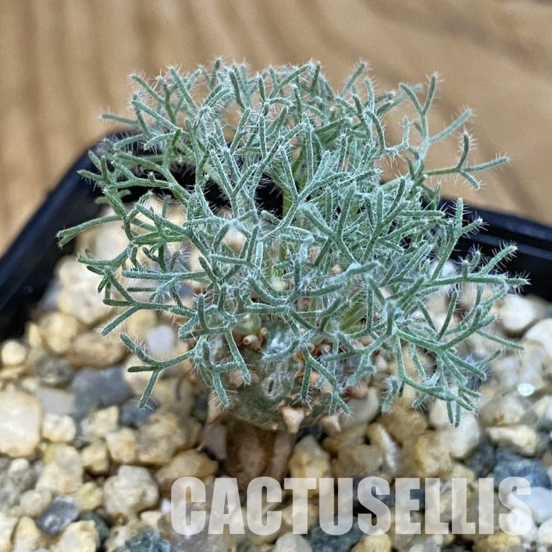 SH32771 Sarcocaulon peniculinum