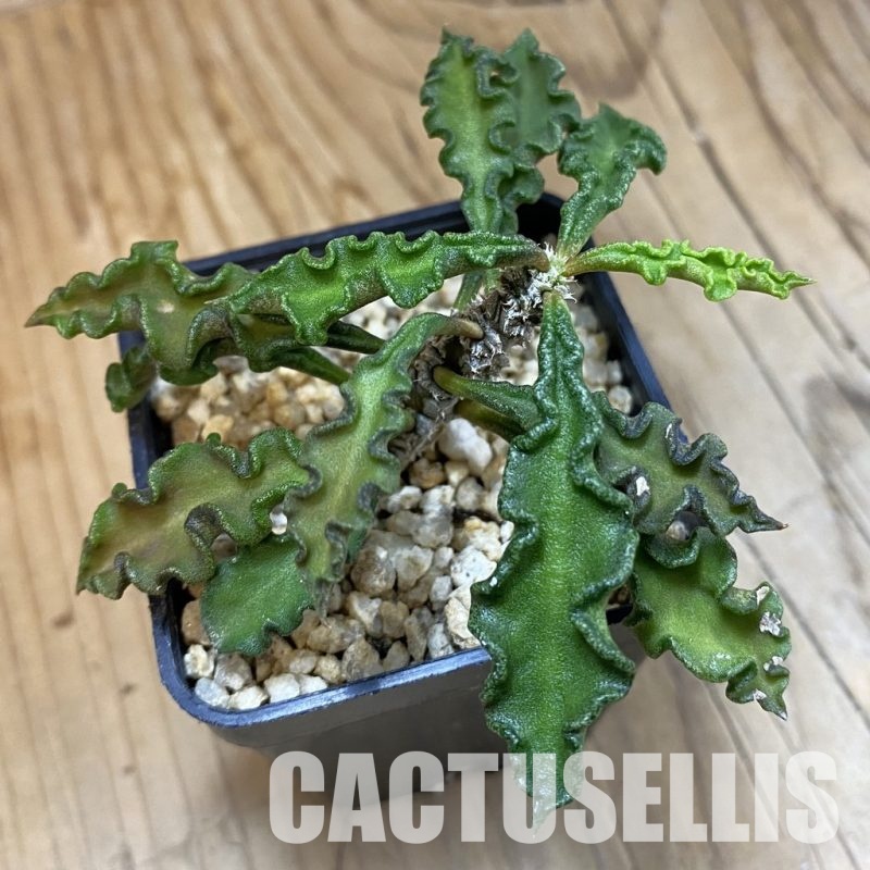 SH32772 Euphorbia decaryi v. spirosticha