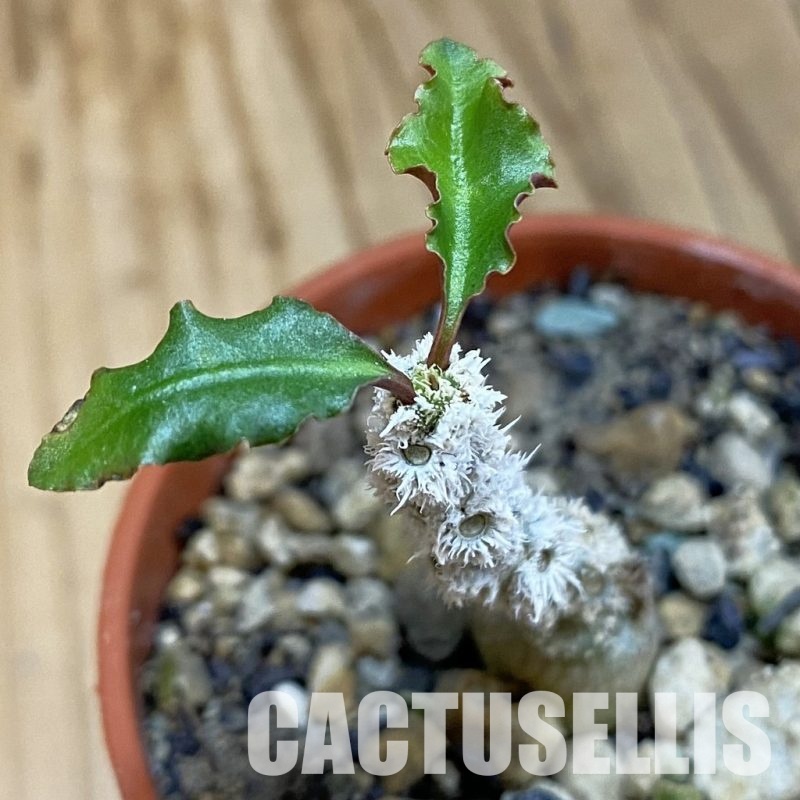 SH32773 Euphorbia suzannae-marnierae