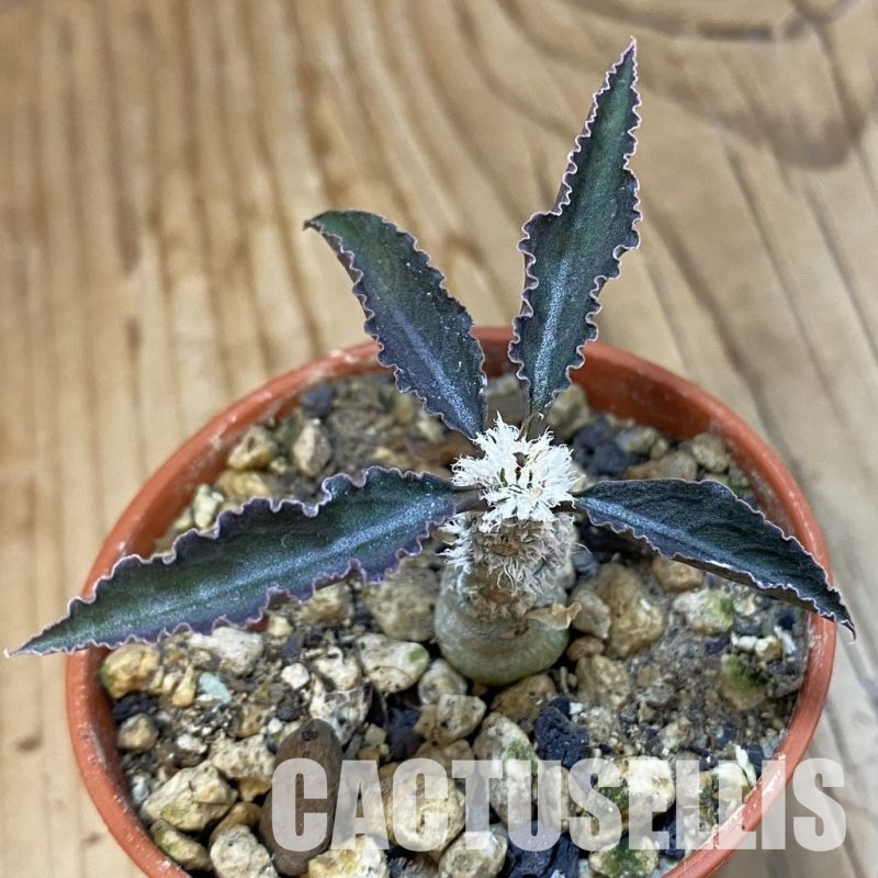 SH32774 Euphorbia suzannae-marnierae