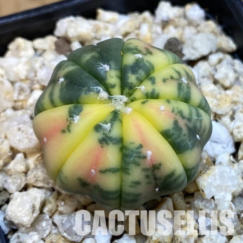 SH32751 Astrophytum asterias ‘Red Purple Skin’ f. variegata