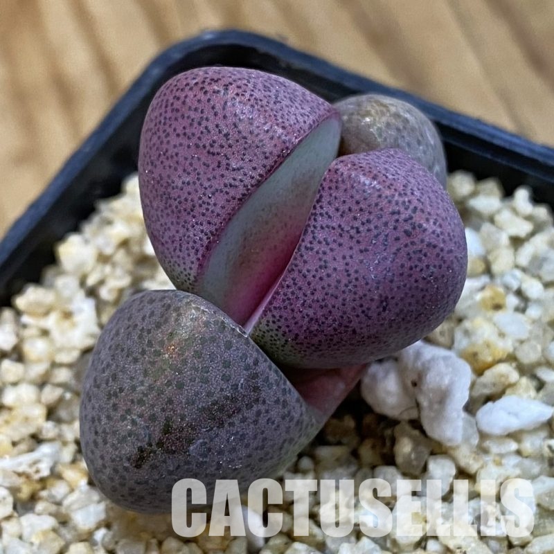 SH32775 Pleiospilos nelii 'Royal Flush'