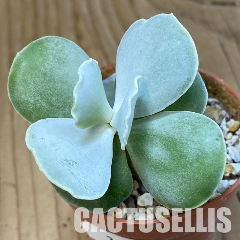 SH32776 Cotyledon undulata