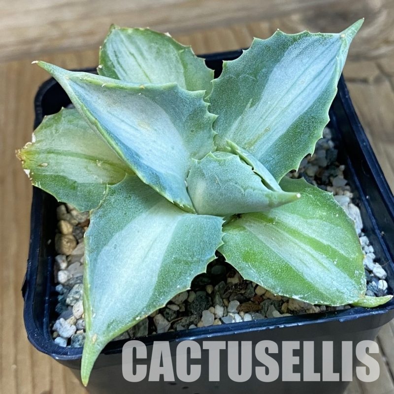 SH32778 Agave isthmensis f. variegata