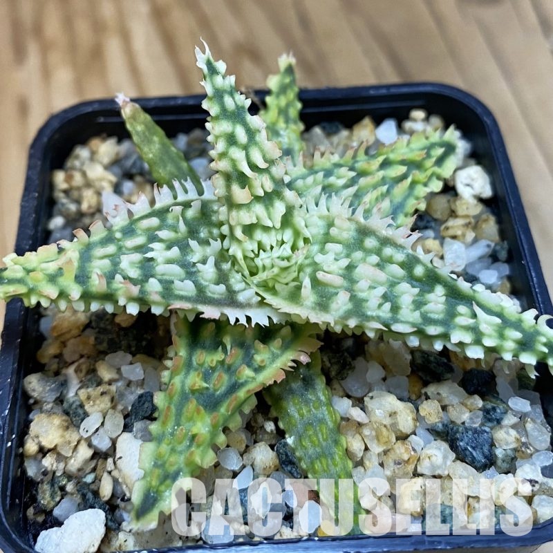 SH32779 Aloe TCT hybrid