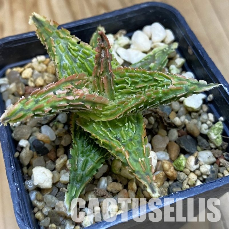 SH32780 Aloe TCT hybrid