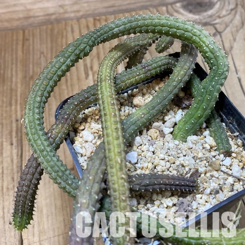 SH32837 Echidnopsis oviflora