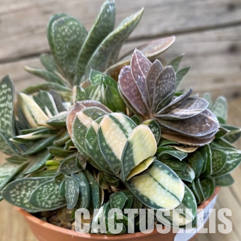 SH32867 Gasteria maculata f. variegata