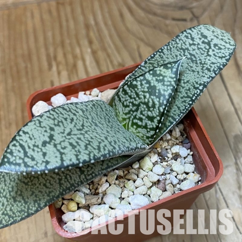 SH32868 Gasteria hybrid