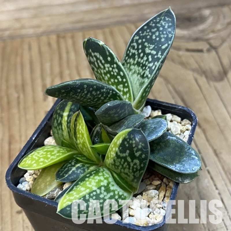 SH32869 Gasteria maculata f. variegata