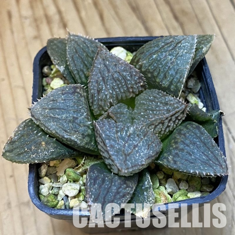 SH32870 Haworthia hybrid