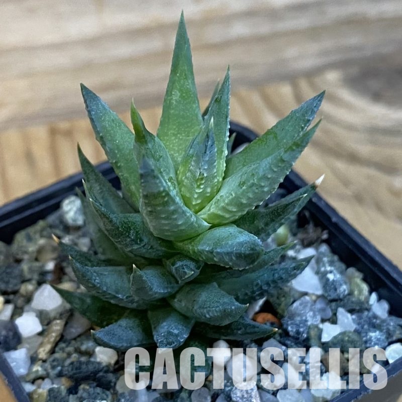 SH32874 Haworthia glauca