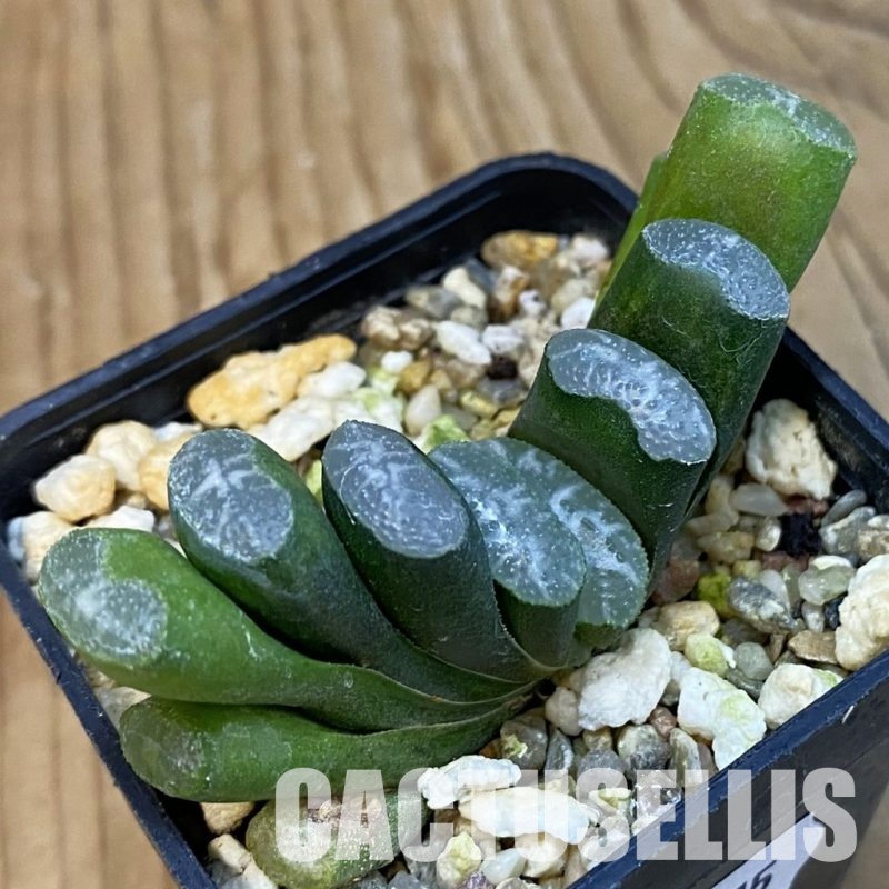 SH32875 Haworthia truncata -Japan-