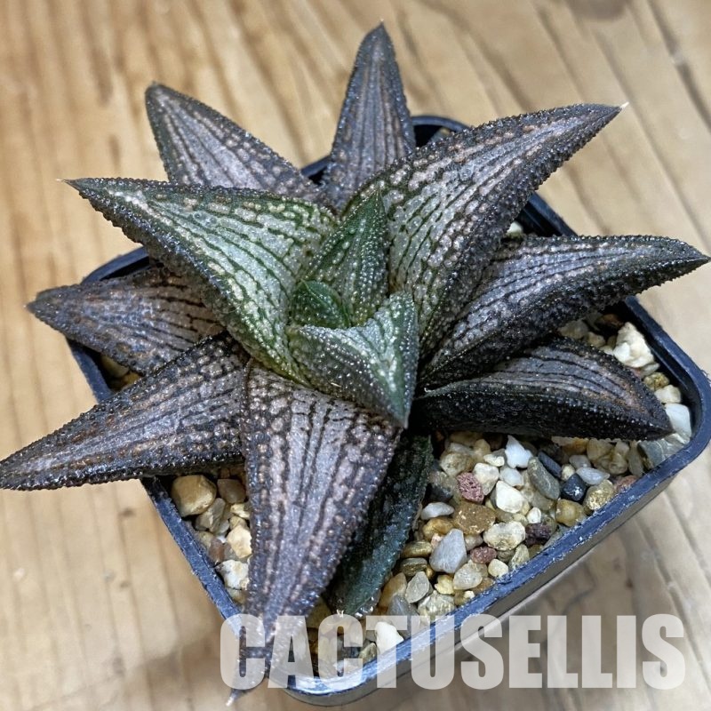 SH32876 Haworthia 'Kintaikyo'