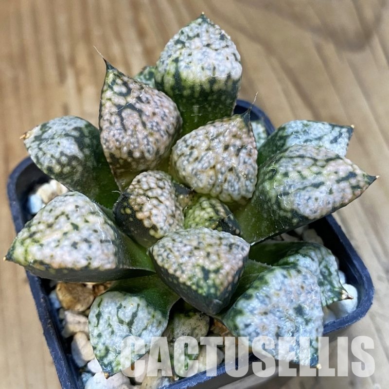 SH32877 Haworthia picta 'Pandora'