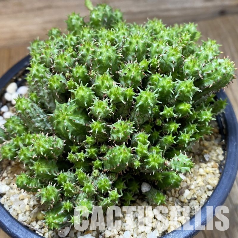 SH32838 Euphorbia mammillaris f. monstrosa