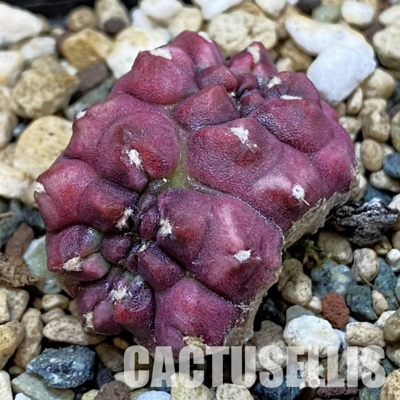 SH32879 Gymnocalycium mihanovichii ‘Day Dream’ f. cristata