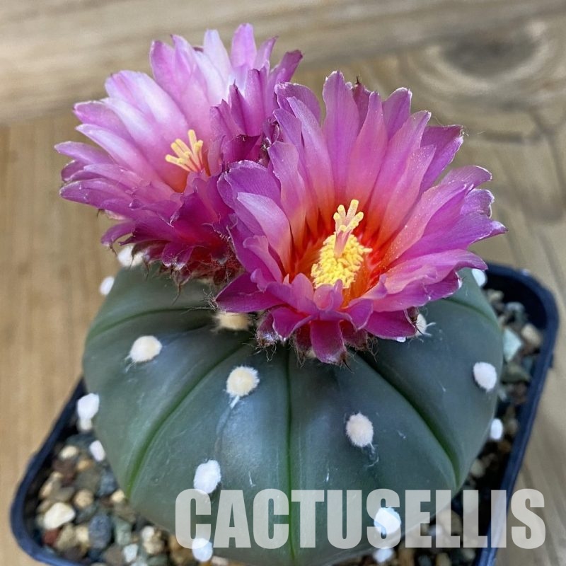 SH32880 Astrophytum asterias 'Akabana'