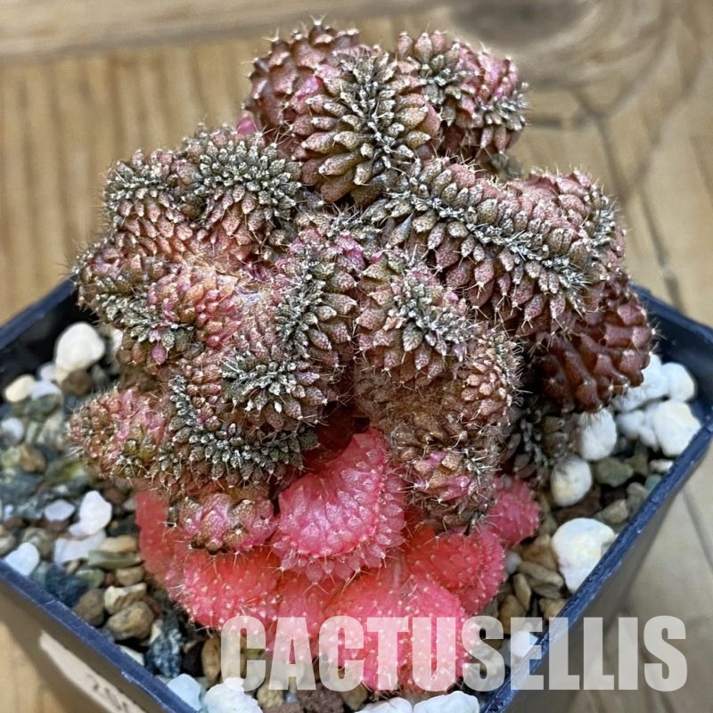 SH20062 Gymnocalycium mihanovichii ‘Sepia B’ f. cristata variegata