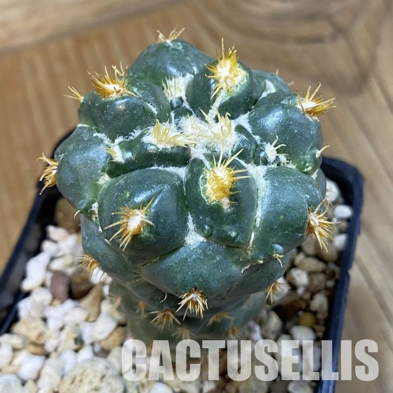 SH30010 Coryphantha bumamma f. monstrosa