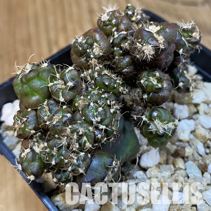 SH29901 Gymnocalycium mihanovichii ‘Cauliflower Coral’