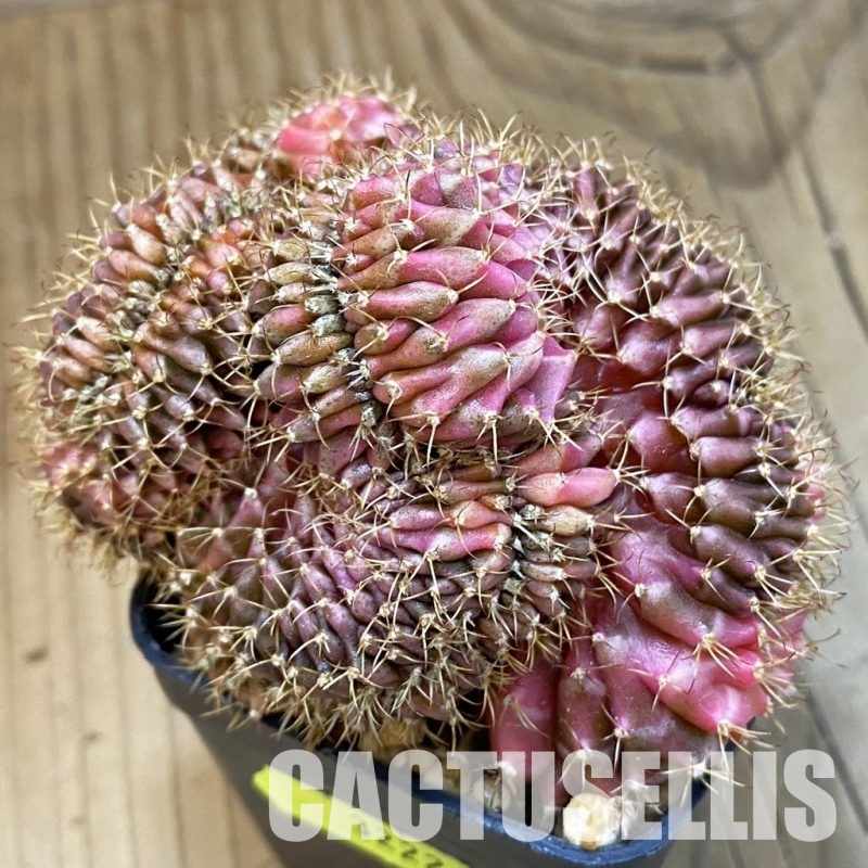 SH3222 Gymnocalycium mihanovichii variegata f. cristata