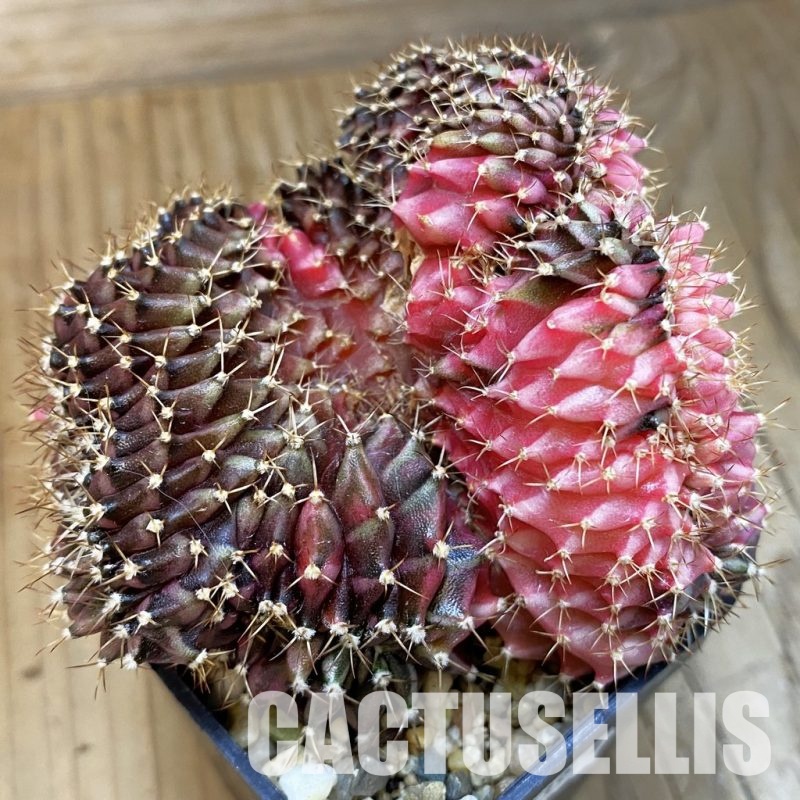 SH8639 Gymnocalycium mihanovichii f. variegata cristata