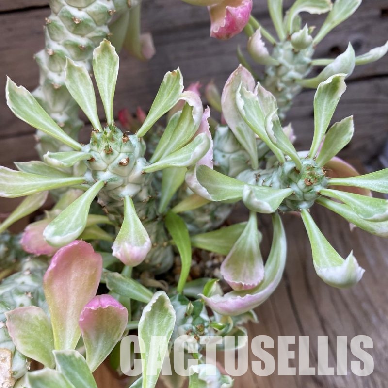 SH32839 Monadenium stapelioides f. variegata