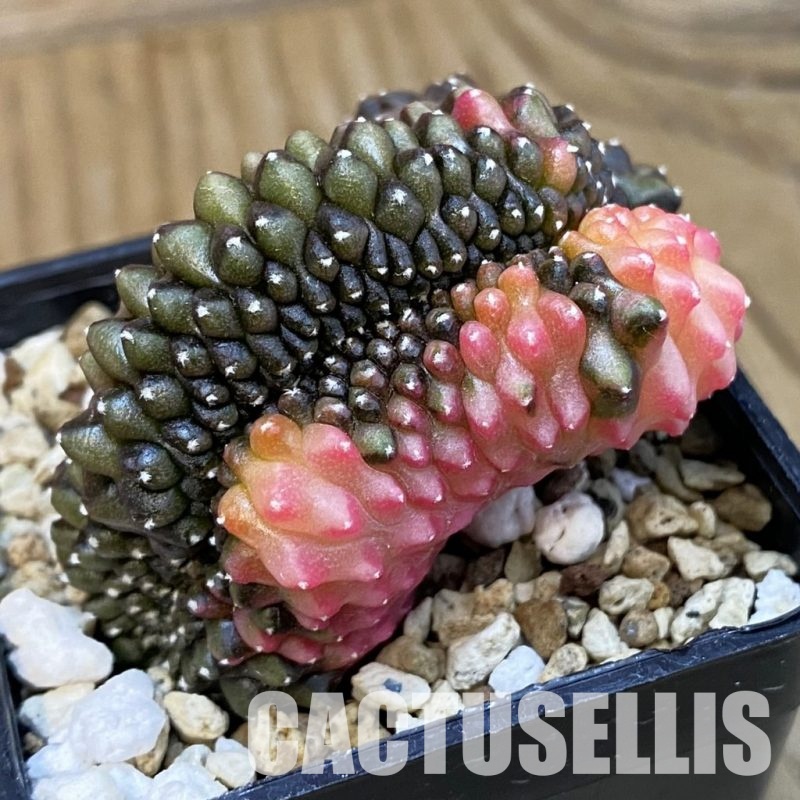 SH19566 Gymnocalycium mihanovichii f. cristata variegata