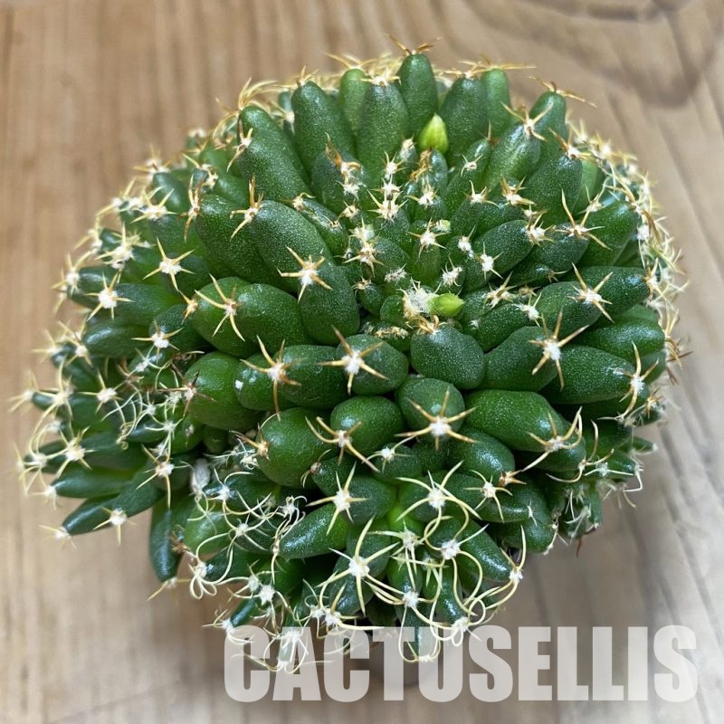 SH4656 Mammillaria camptotricha ‘Bru’