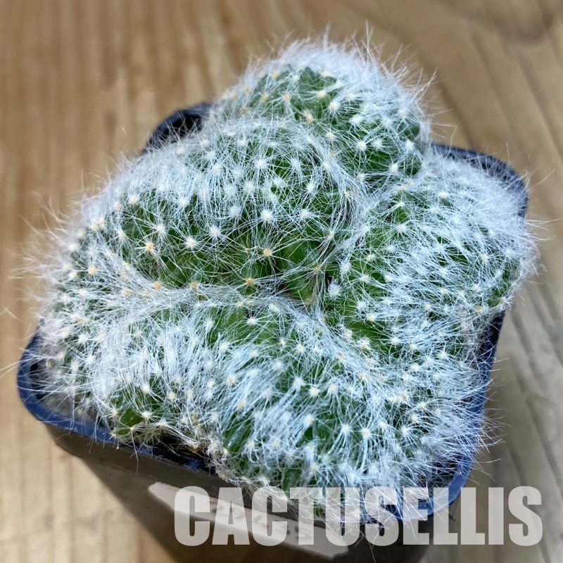 SH29435 Mammillaria baumii f. cristata
