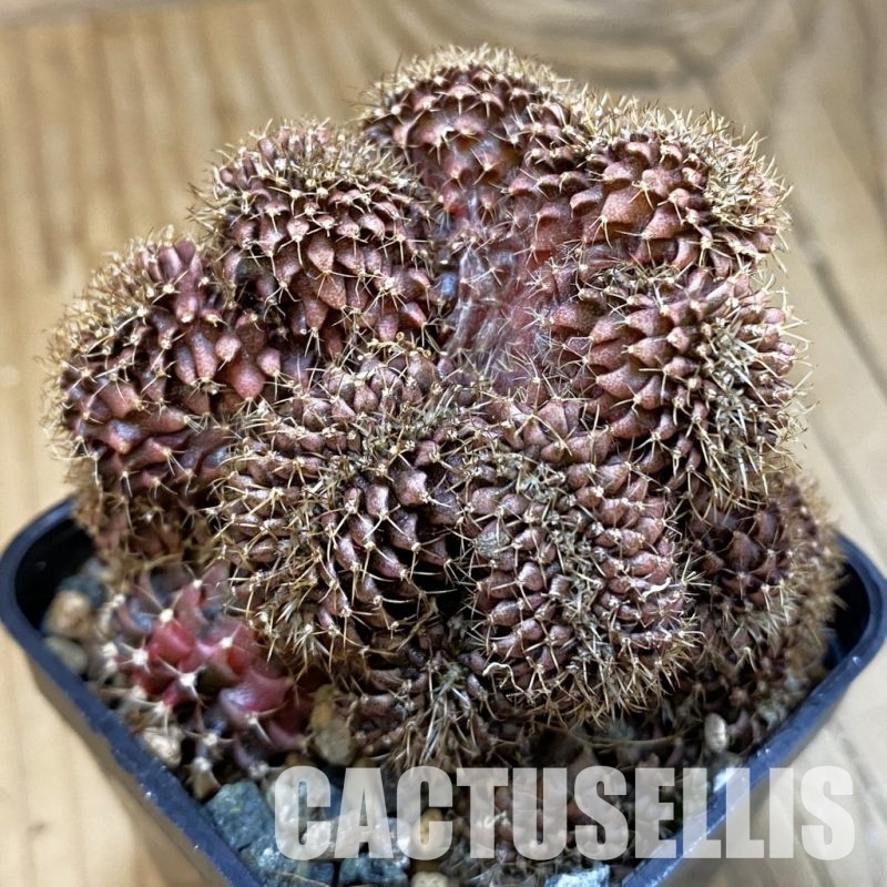 SH23744 Gymnocalycium mihanovichii f. cristata