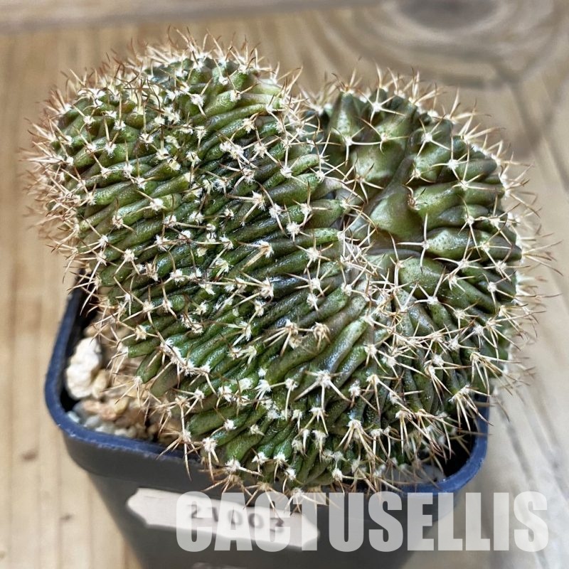 SH21003 Gymnocalycium mihanovichii f. cristata