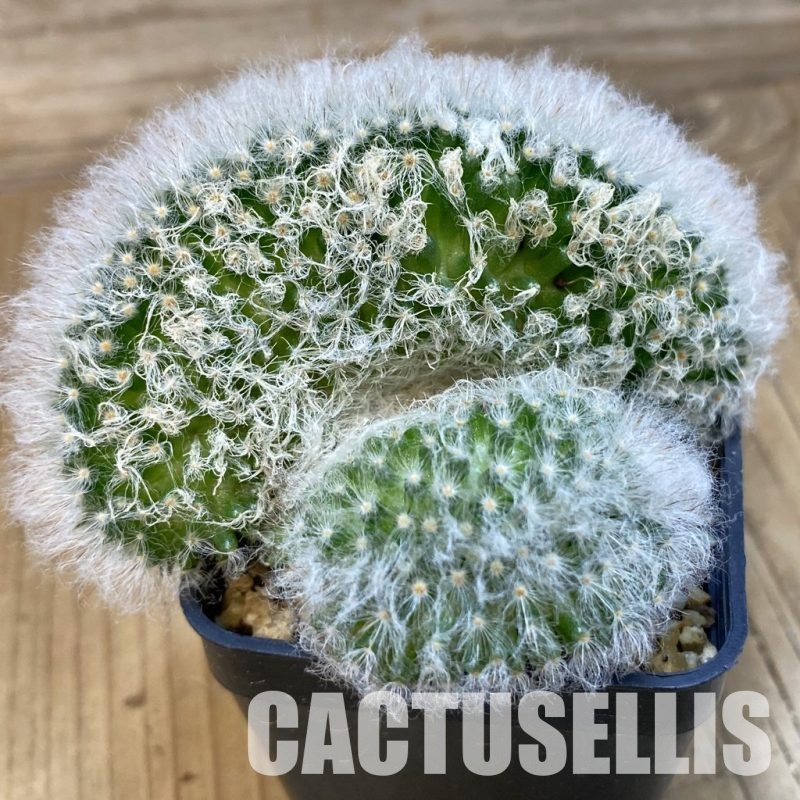 SH19385 Mammillaria bocasana f. cristata