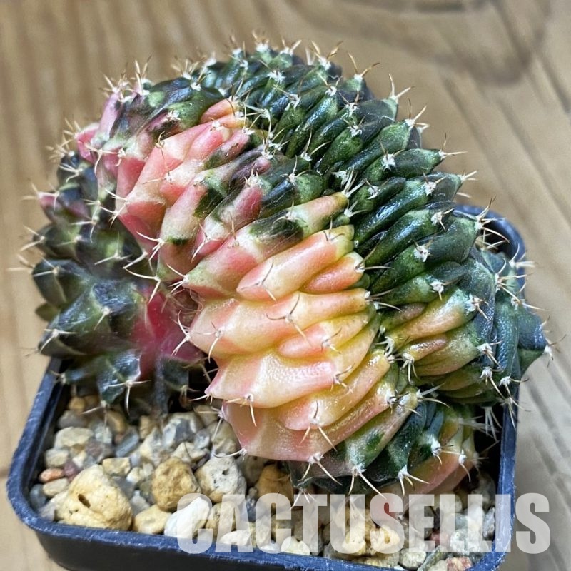 SH18725 Gymnocalycium mihanovichii f. variegata cristata