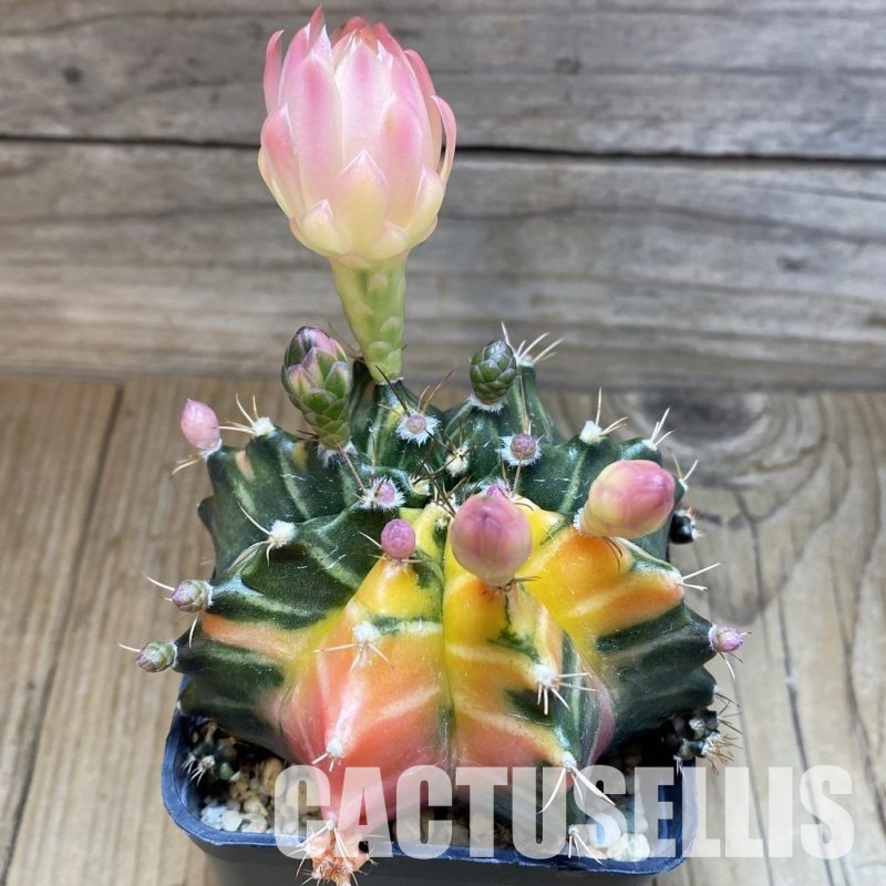 SH25173 Gymnocalycium mihanovichii f. variegata, seedling